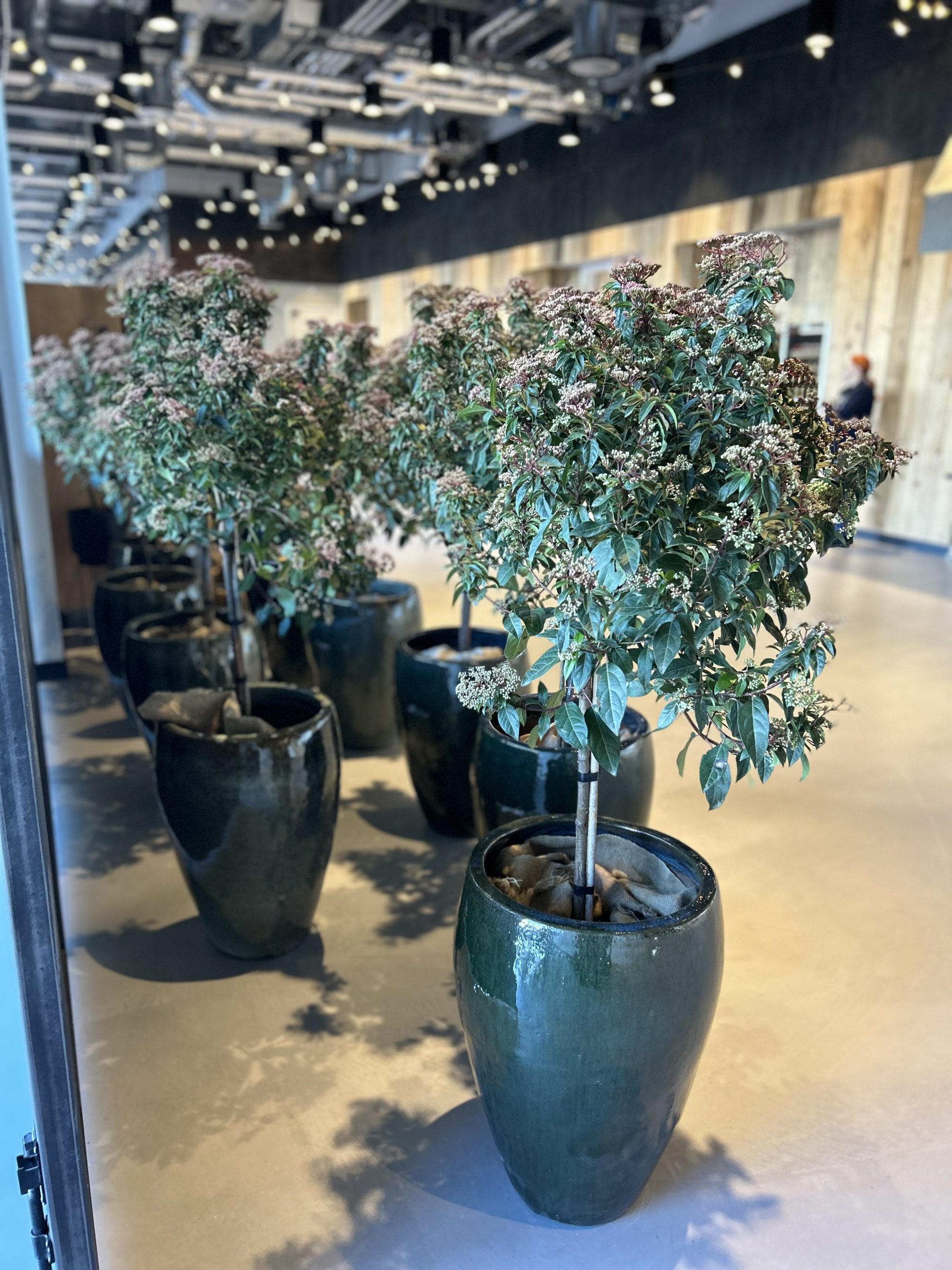 Real Trees The Tree Hire Company