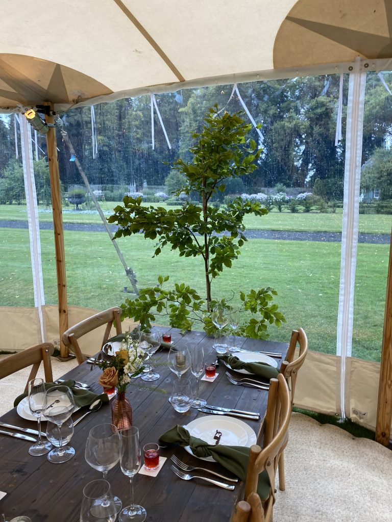 Real Beech Tree 5ft tall ...perfect for trestle table ends and marquee space fillers.